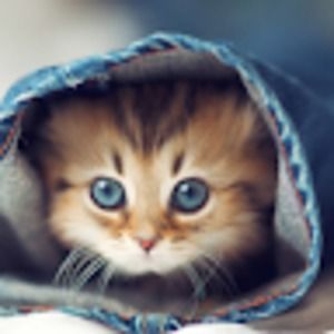 Meet your Posher, Honey